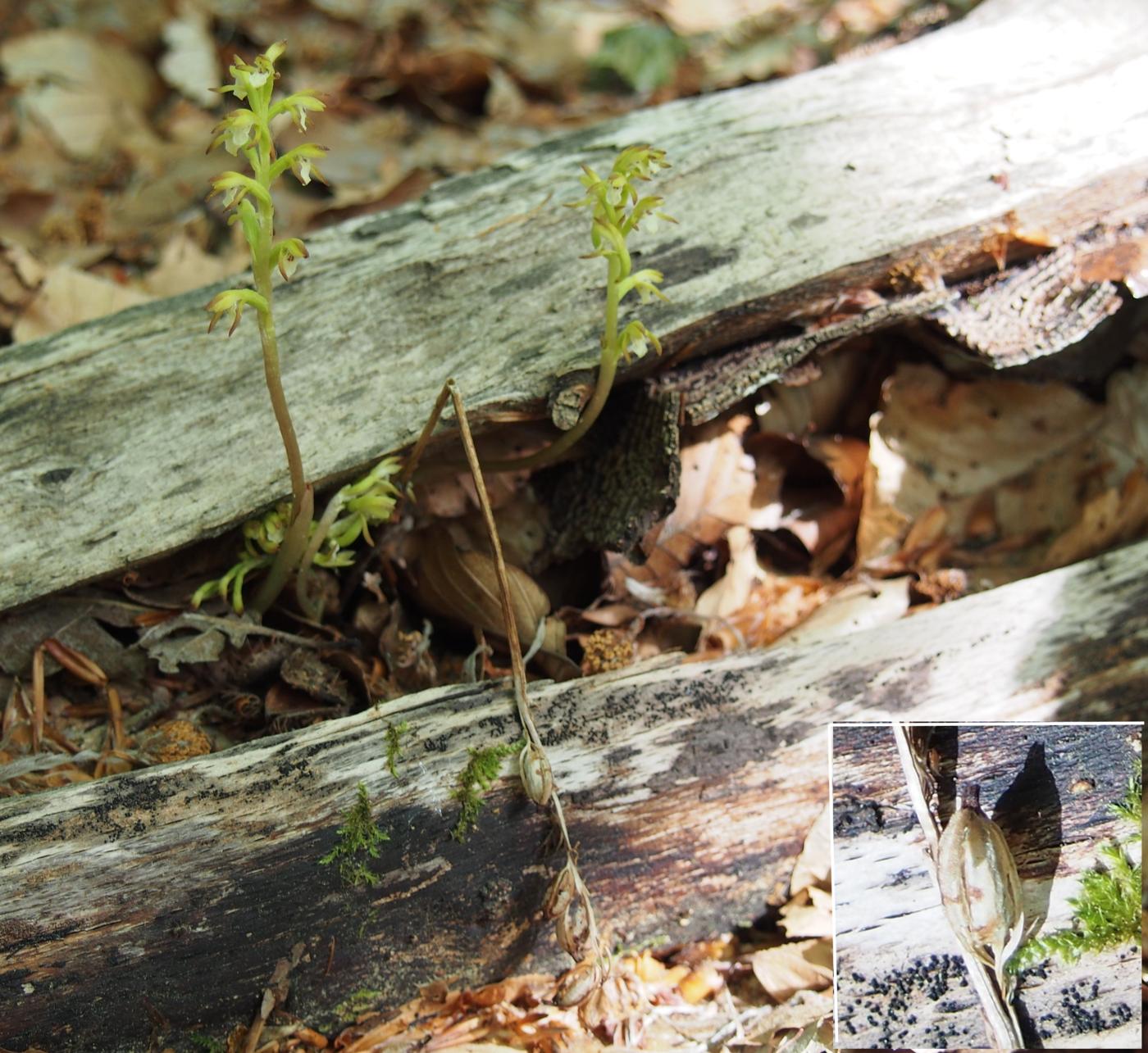 Orchid, Coral root fruit